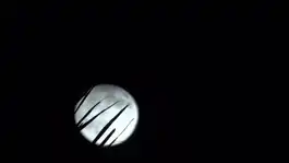 Moon Rising Behind Palm Fronds